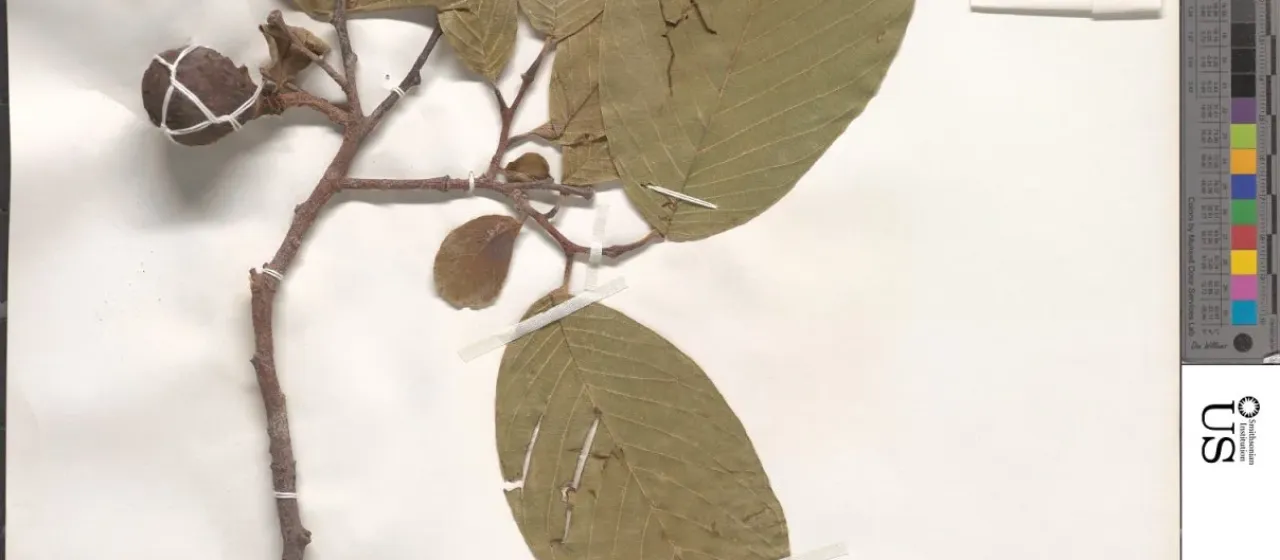 Long-flowered custard apple