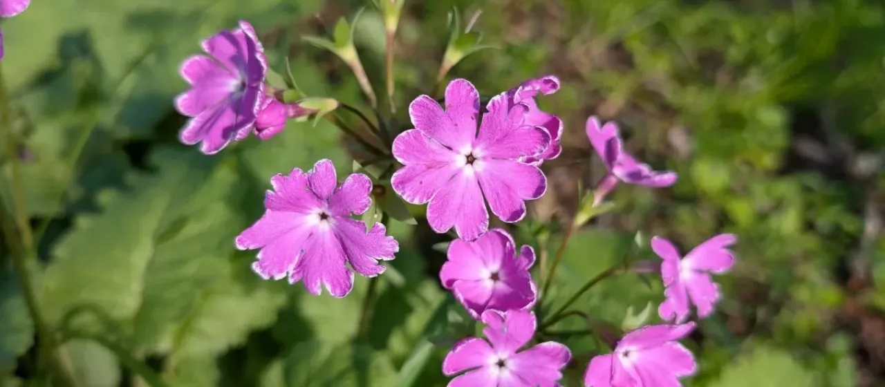 Primula sieboldii