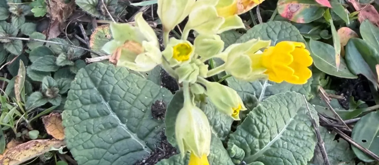 Cowslip