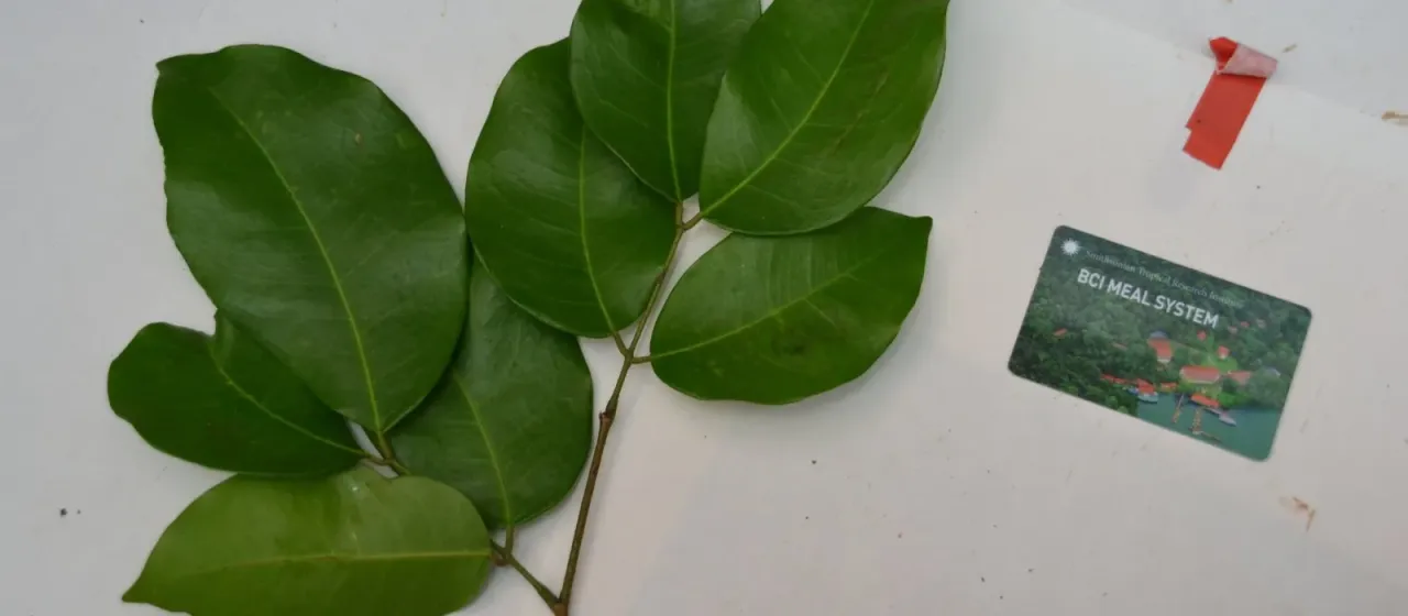 Prioria copaifera