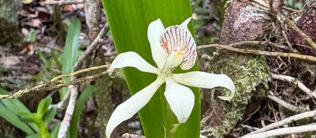 Prosthechea