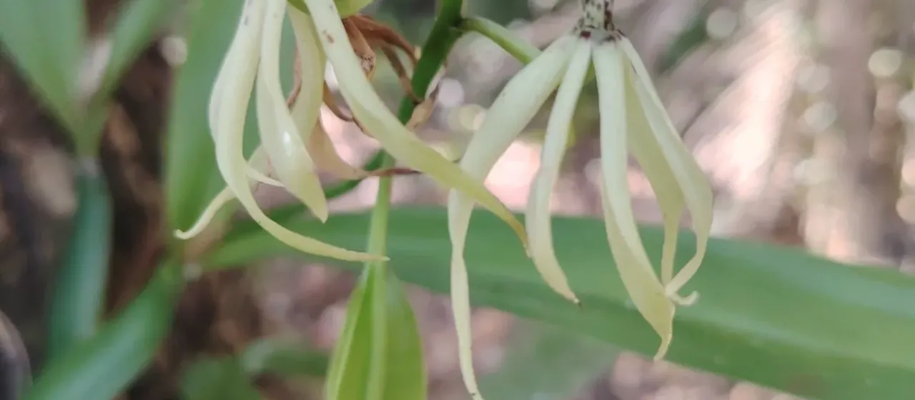 Cockleshell orchid
