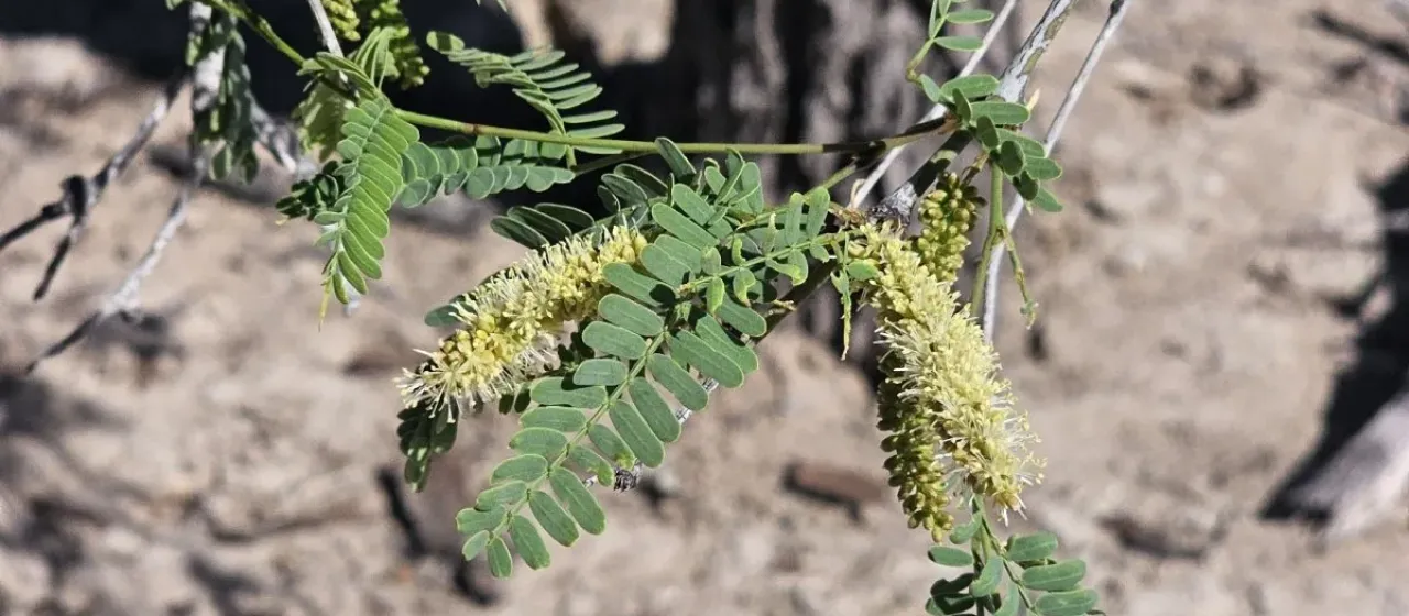 Neltuma articulata