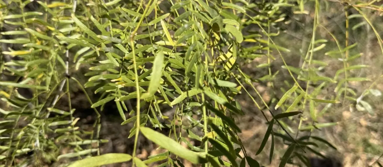Honey mesquite