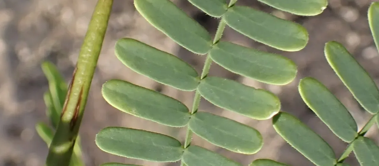 Prosopis juliflora