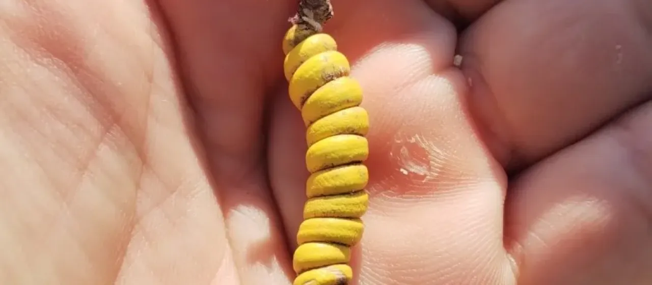 Strombocarpa strombulifera