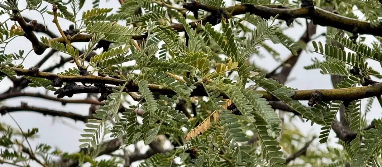 Velvet mesquite