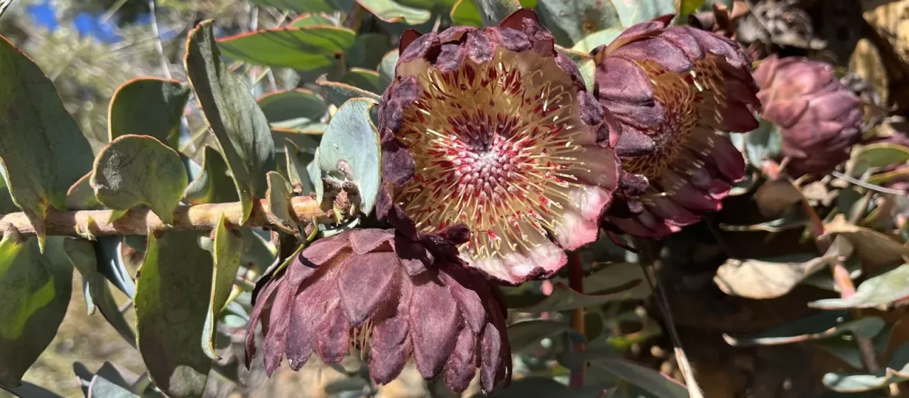 Protea amplexicaulis
