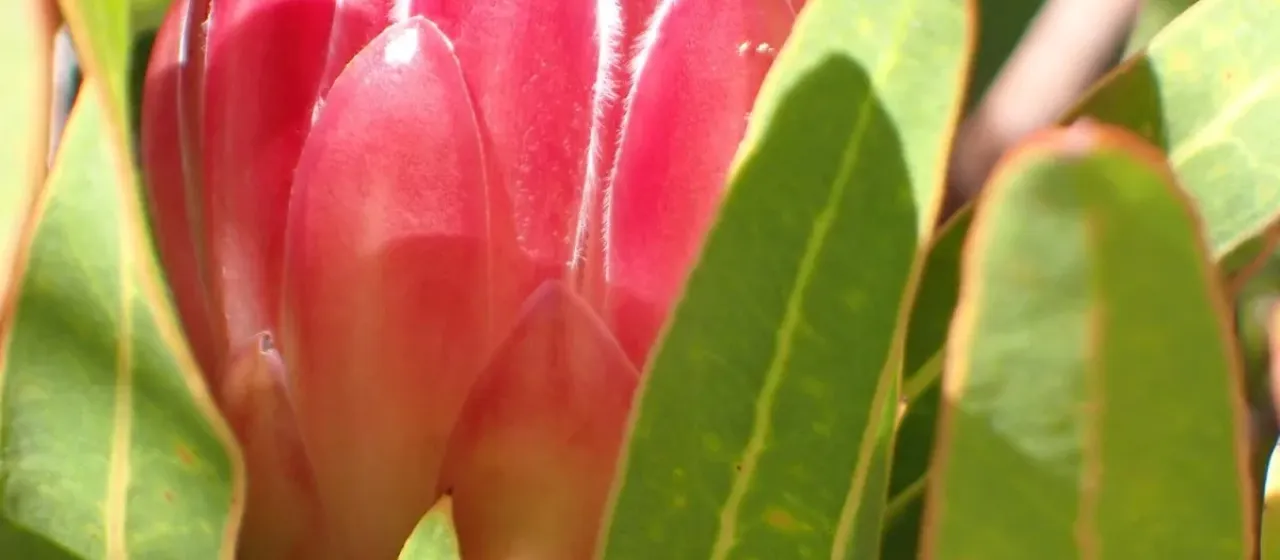 Protea burchellii