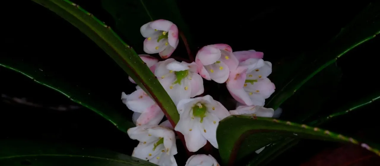 Tasmanian laurel