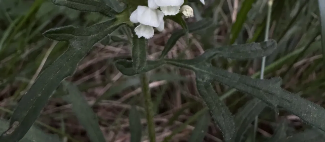 Cut-leaved self-heal