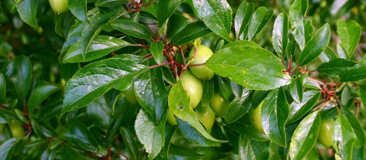 European plum