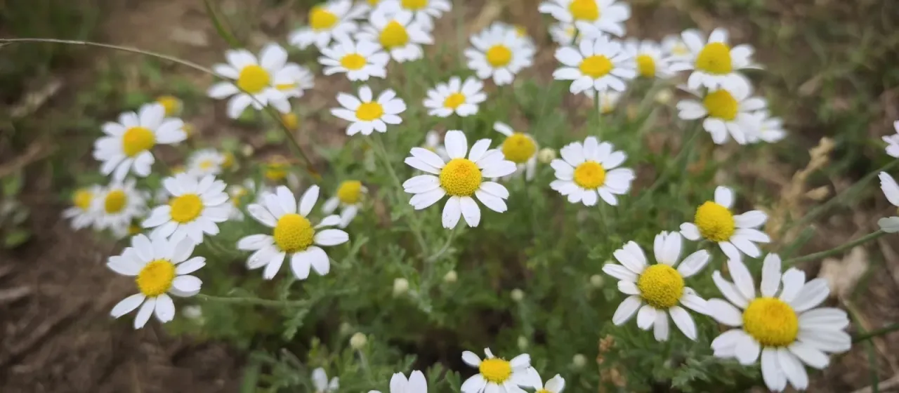 Corn chamomile