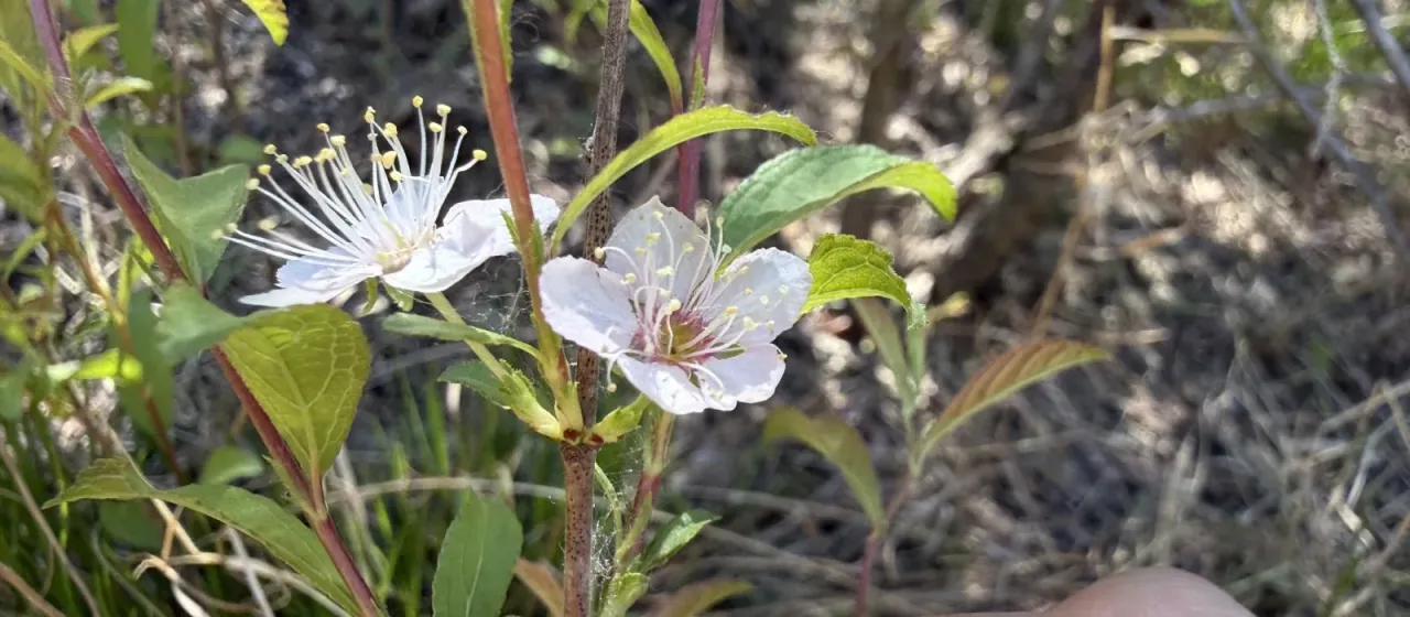 Humble bush cherry