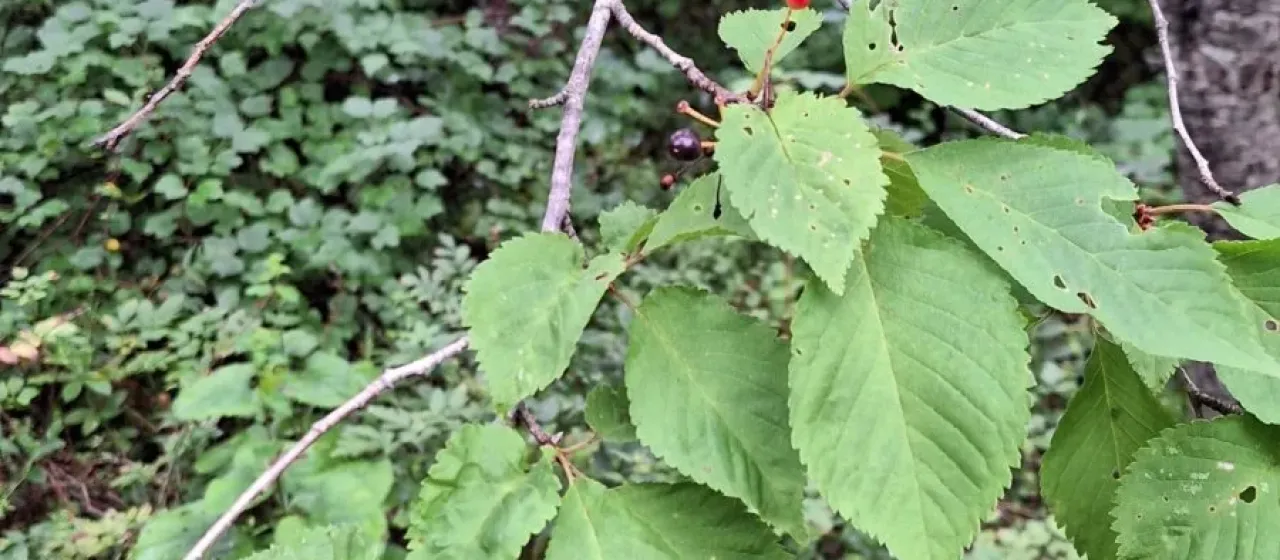 Miyama cherry