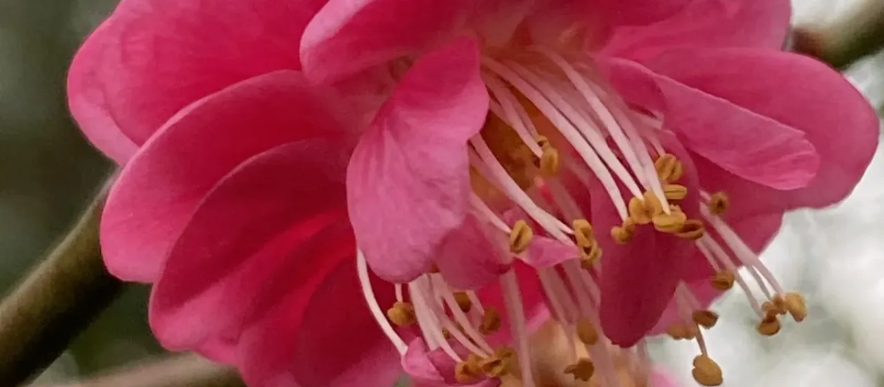 Japanese apricot