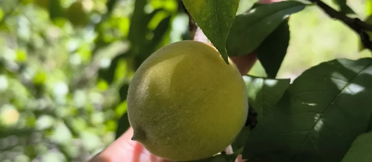Peach