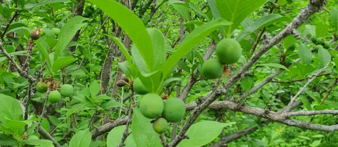 Japanese plum