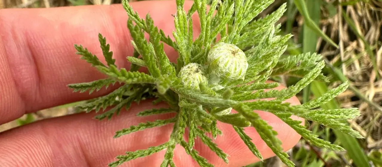 Dyer's chamomile