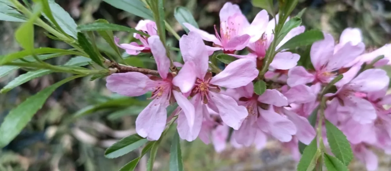 Dwarf Russian almond