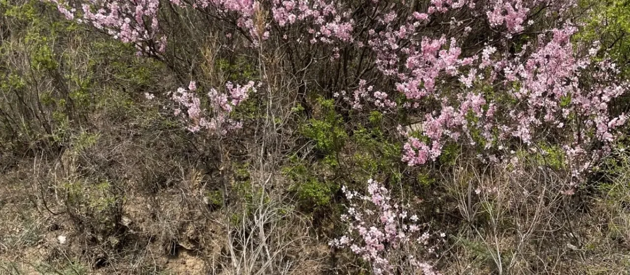 Flowering almond