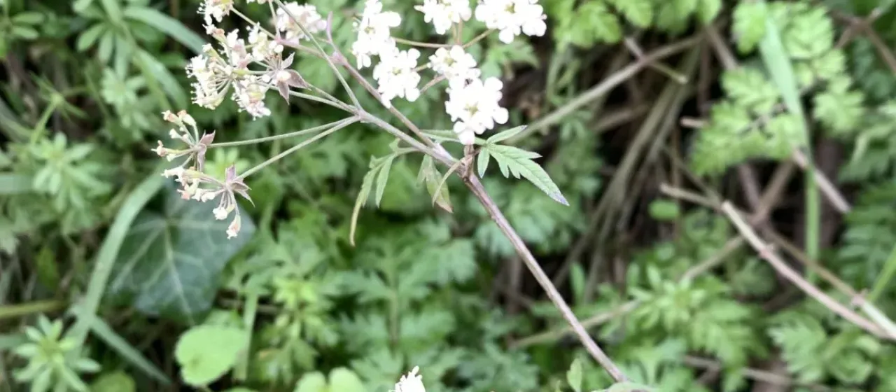 Cow parsley