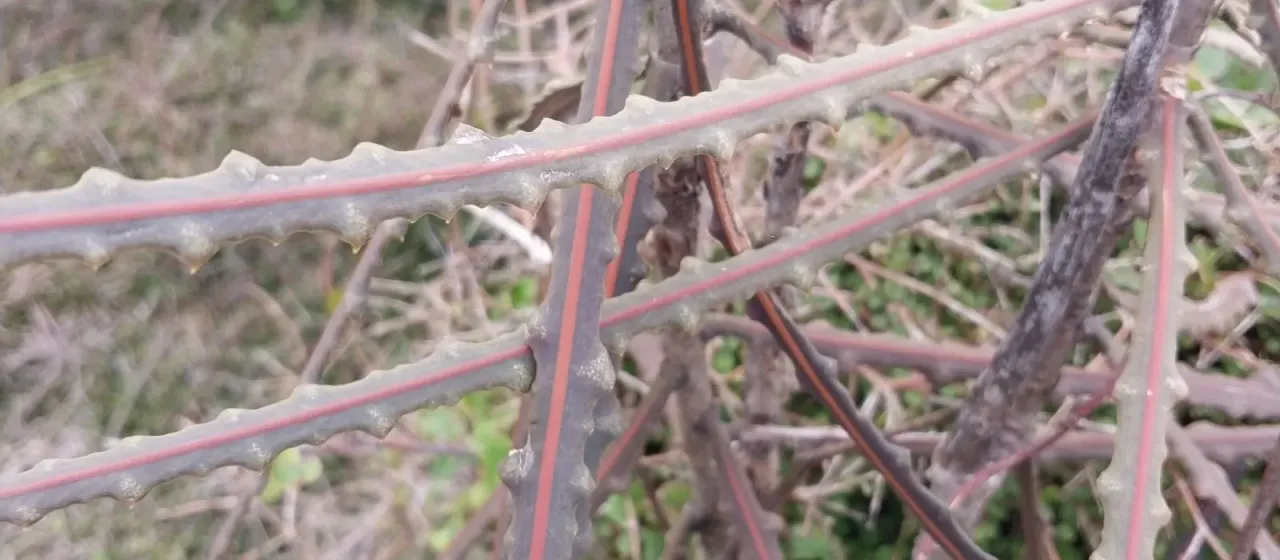 Fierce lancewood