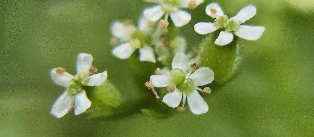 Bur chervil
