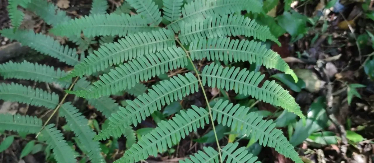 Pteris quadriaurita