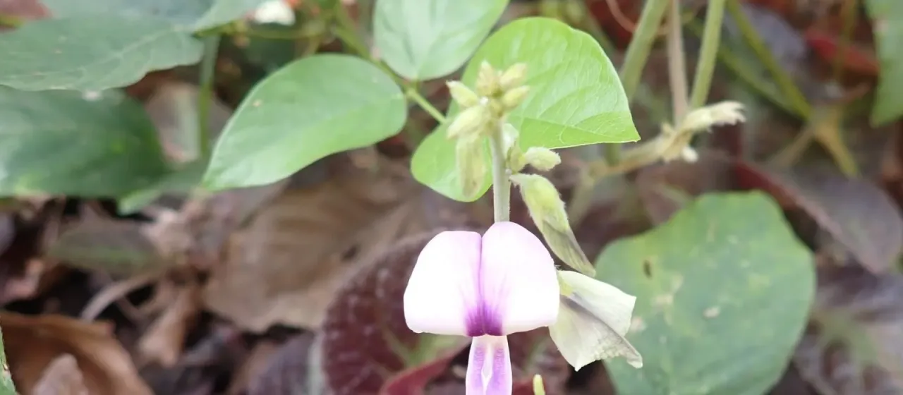 Tropical kudzu