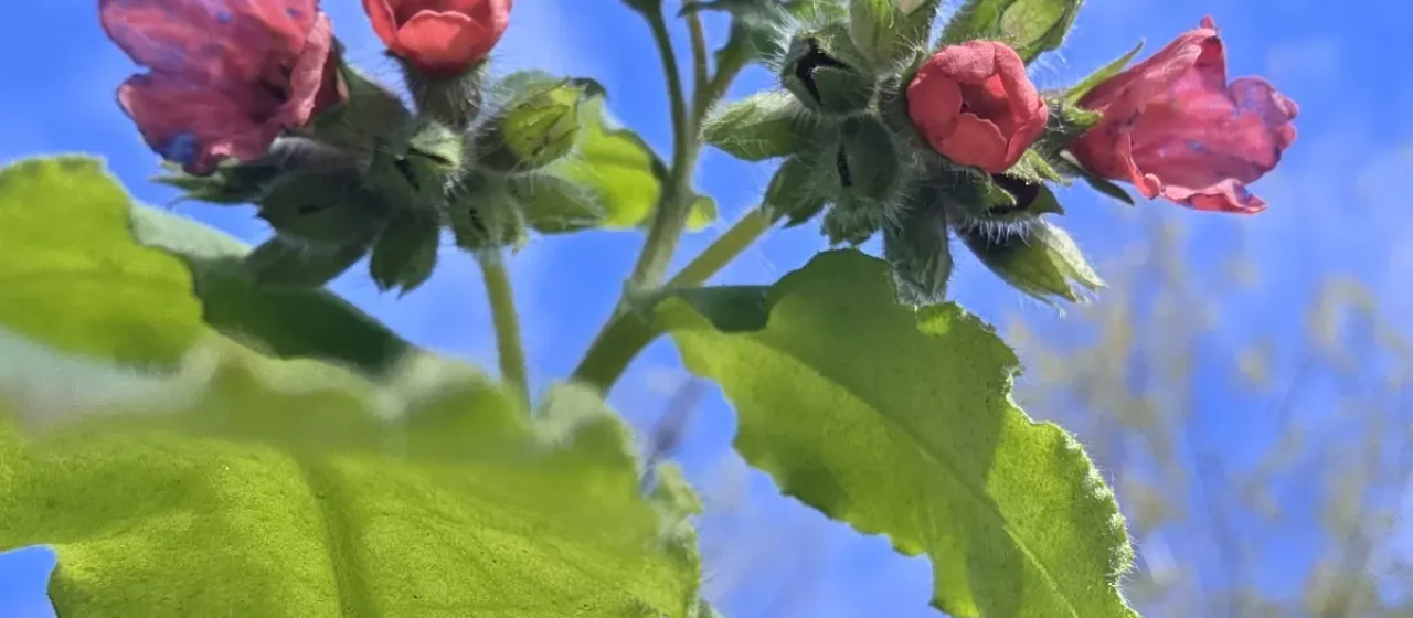 Red lungwort