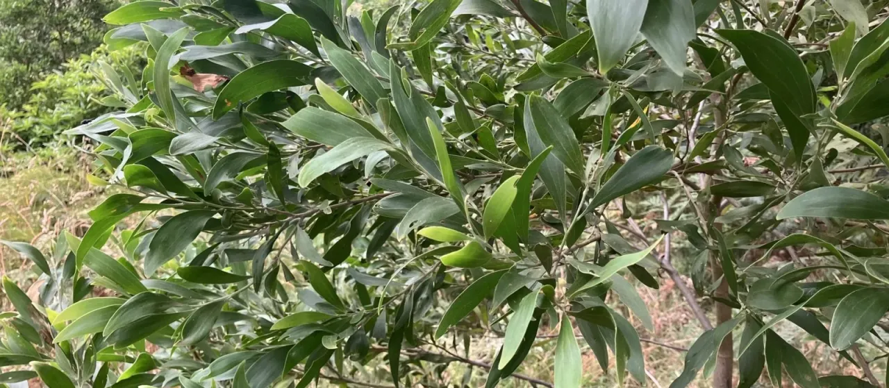 Australian Blackwood