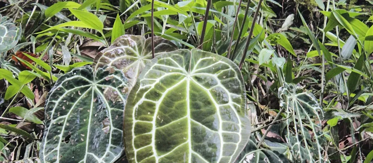 Crystal Anthurium