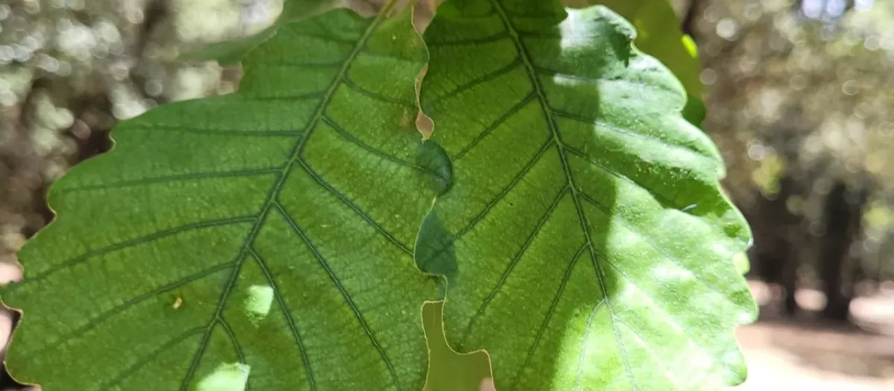 Algerian Oak