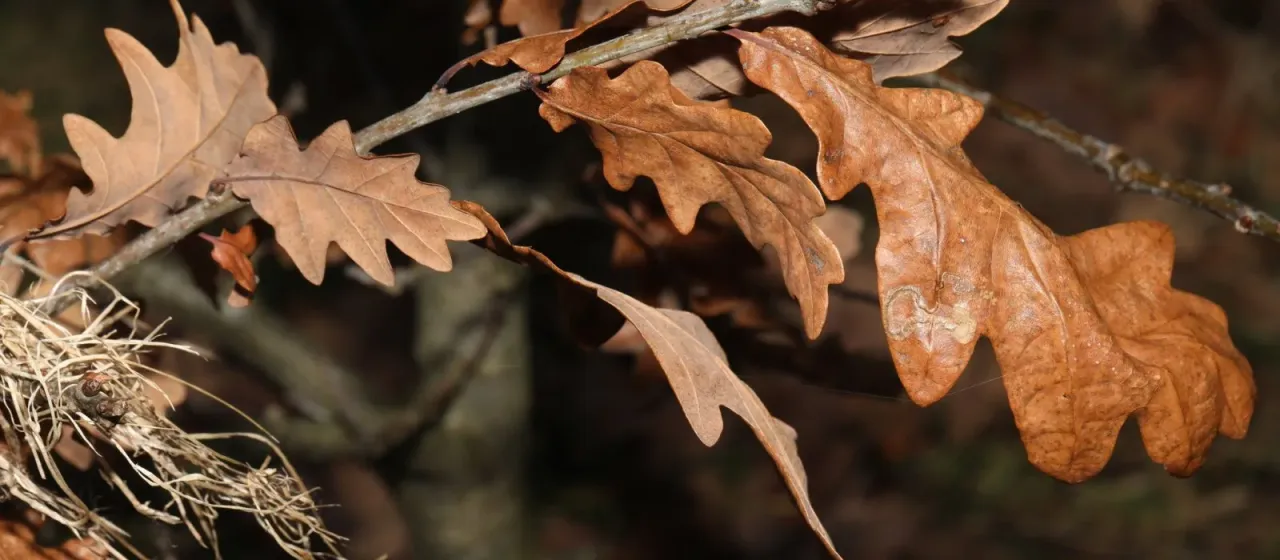 Turkey oak