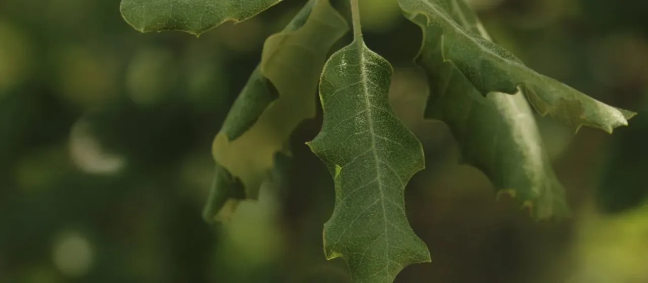 Portuguese oak