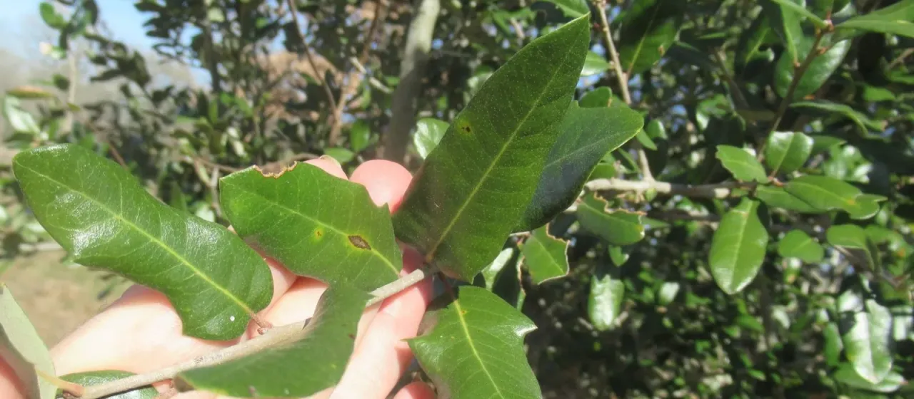 Escarpment live oak