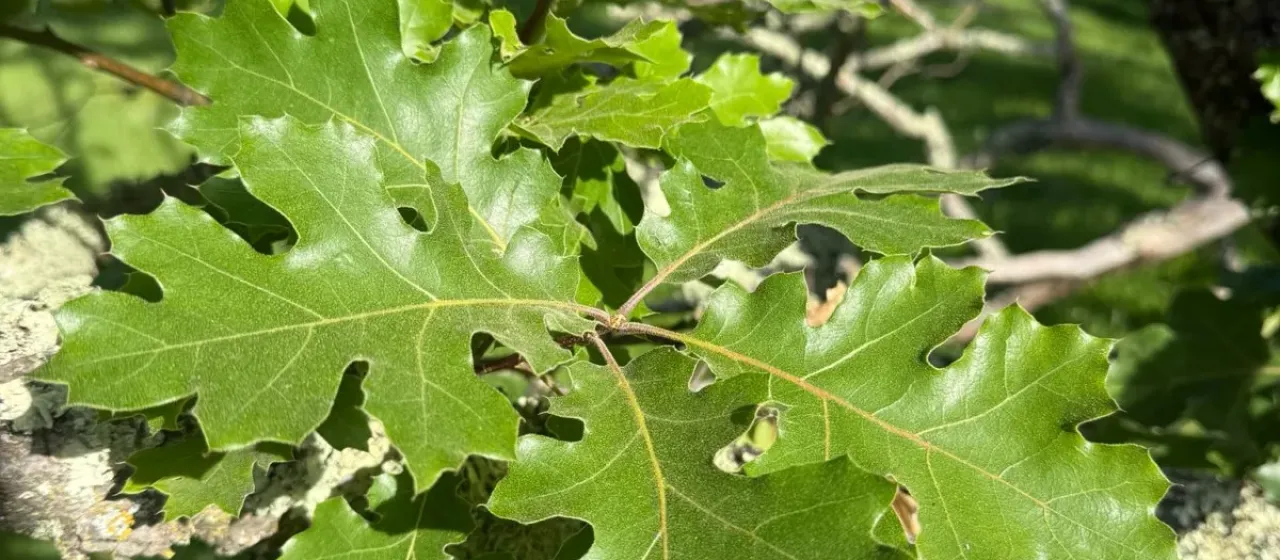 California black oak