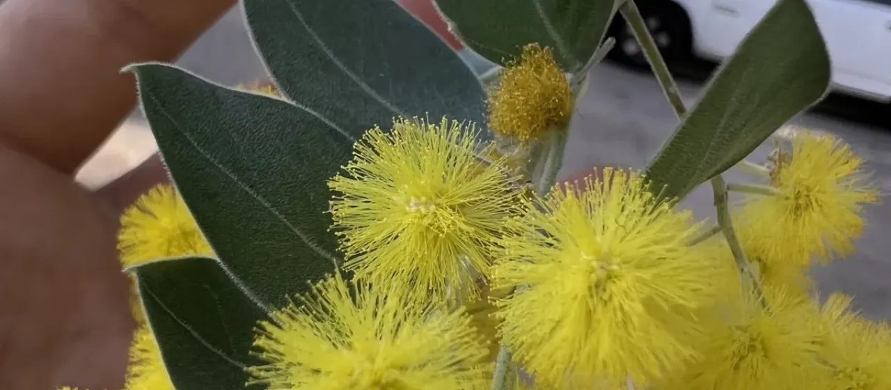 Pearl acacia