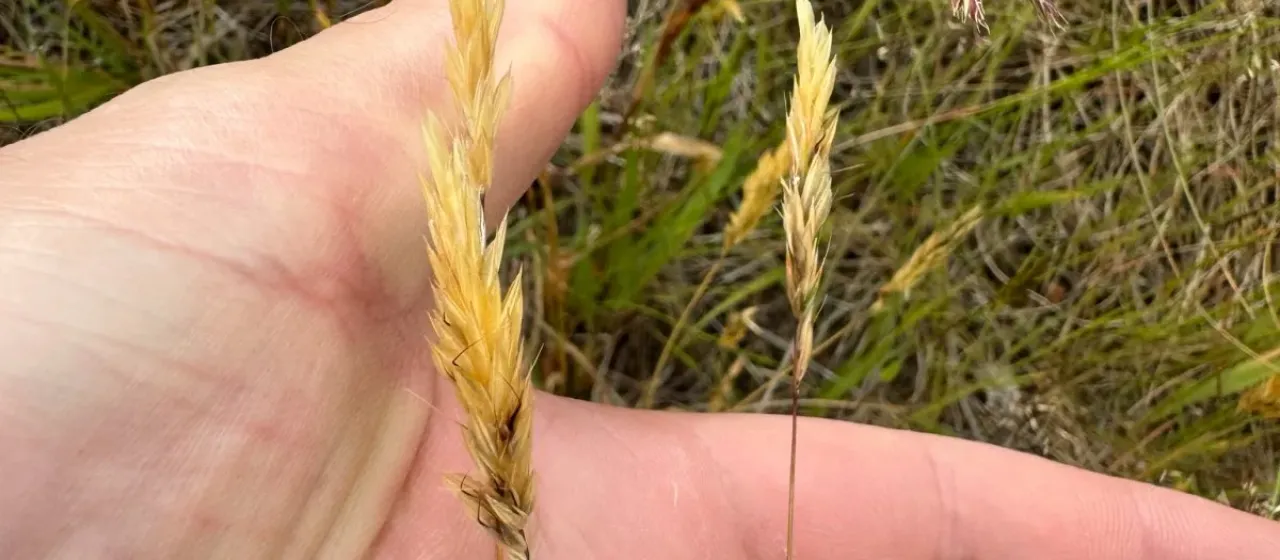Sweet vernal grass