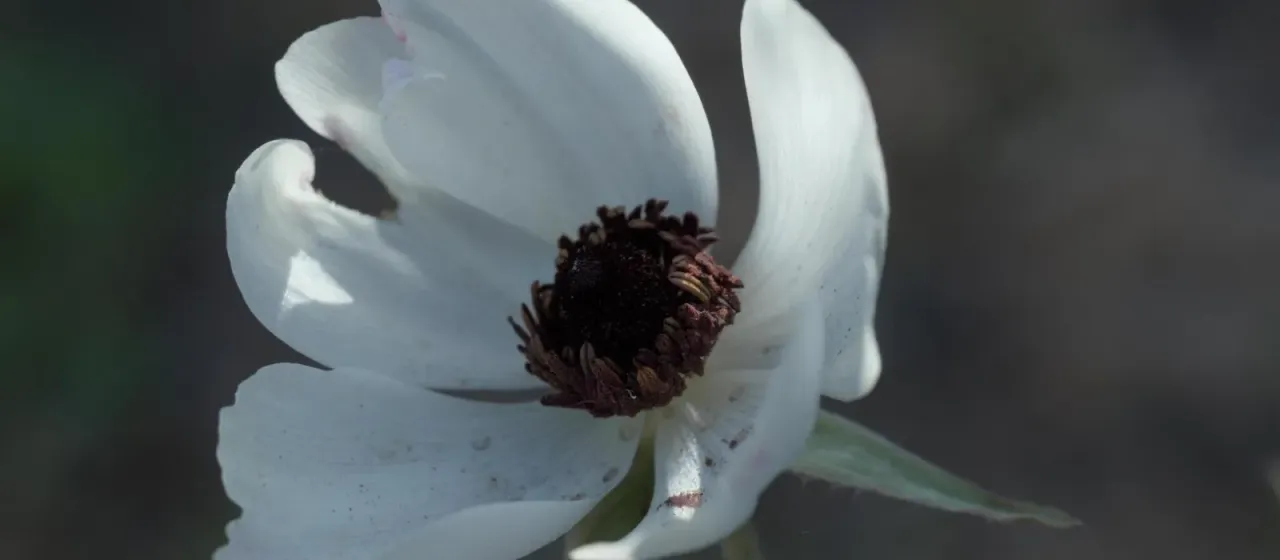 Persian buttercup