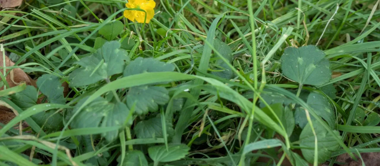 Creeping buttercup