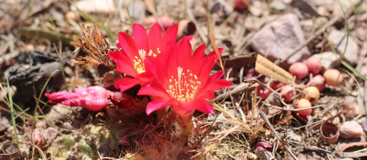 Rebutia K. Schum