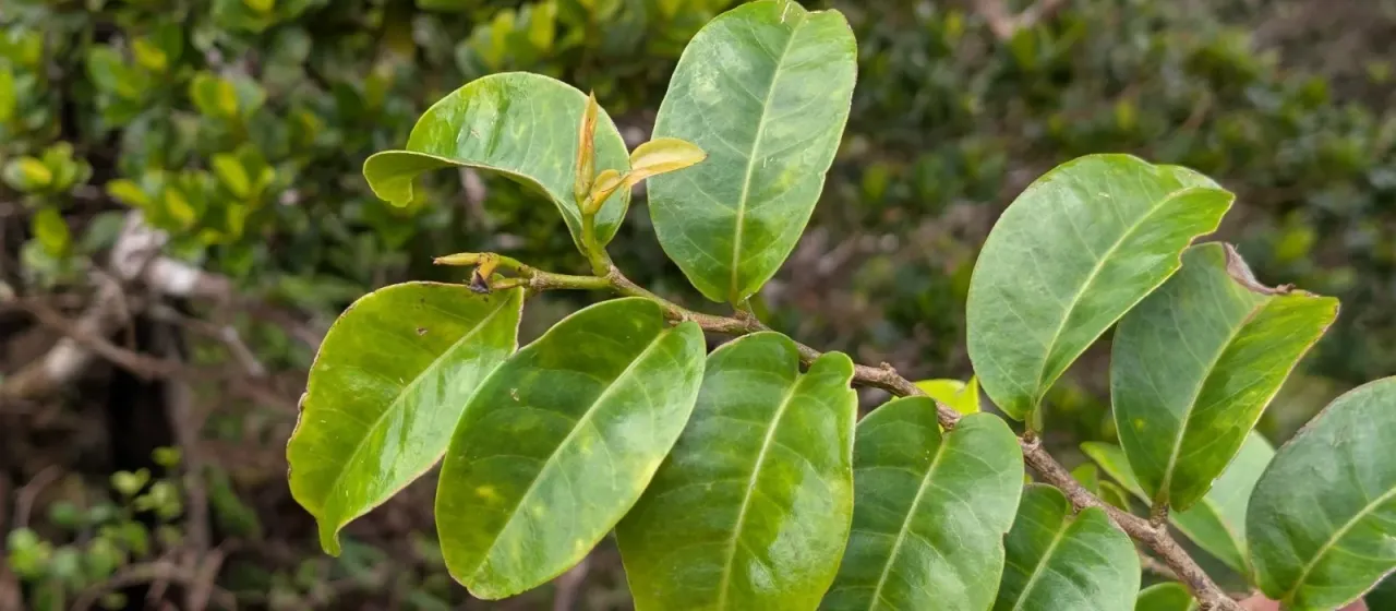 Antidesma platyphyllum H. Mann