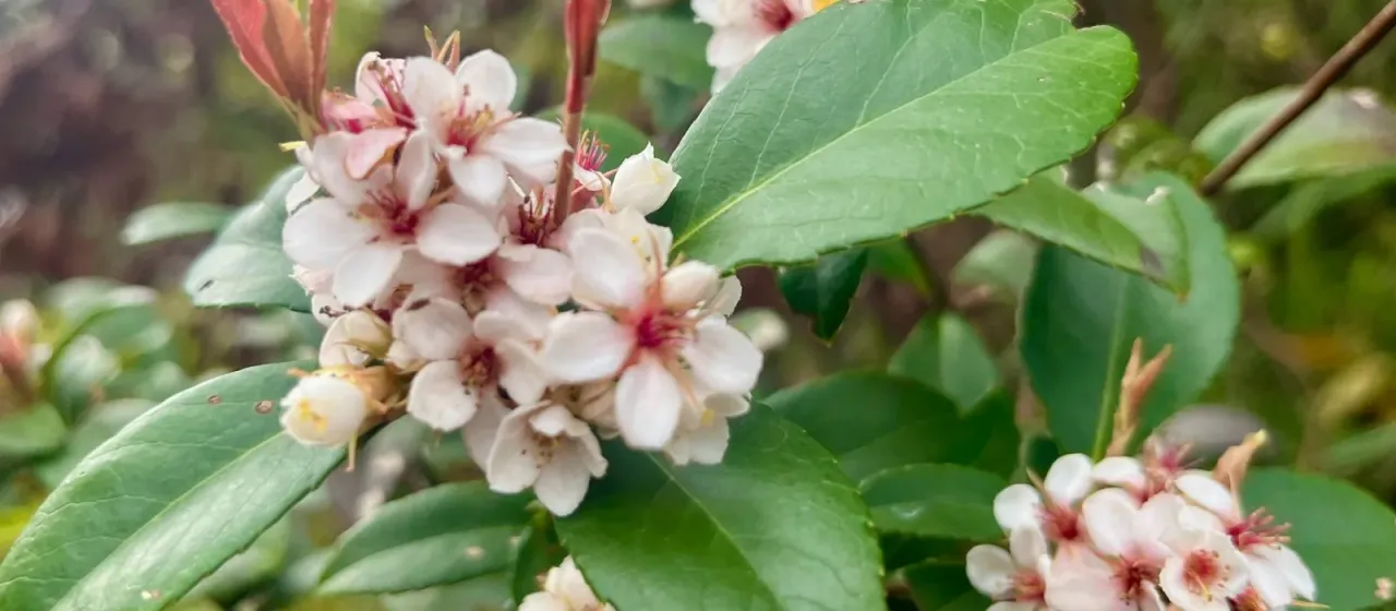 Indian hawthorn