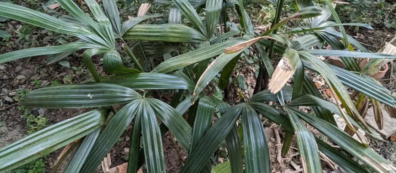 Lady Palm