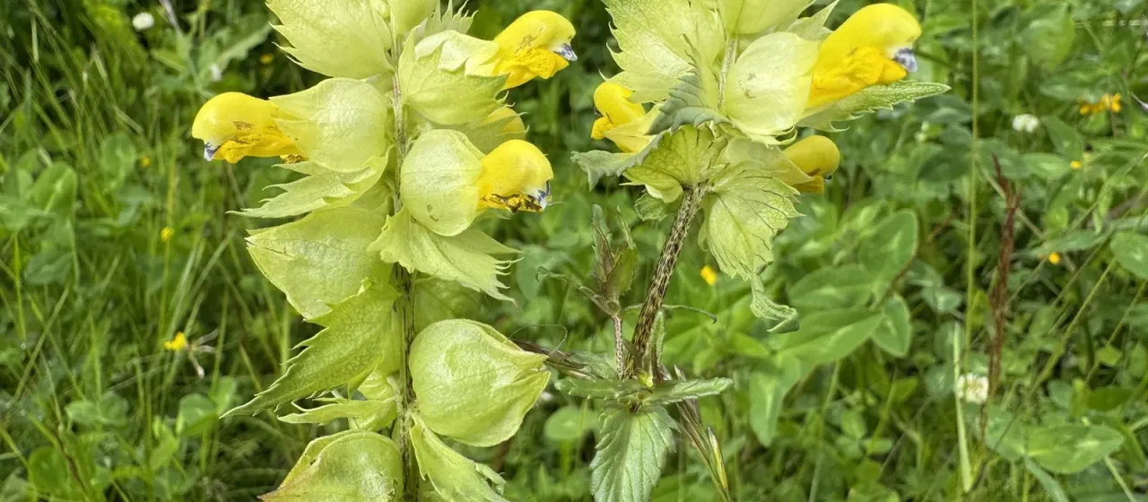 Yellow rattle