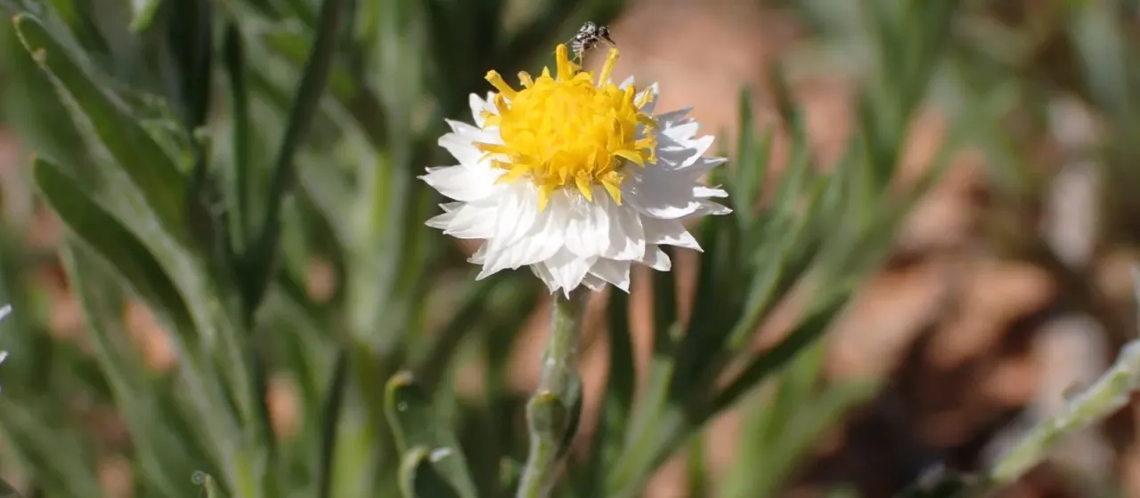 Rhodanthe