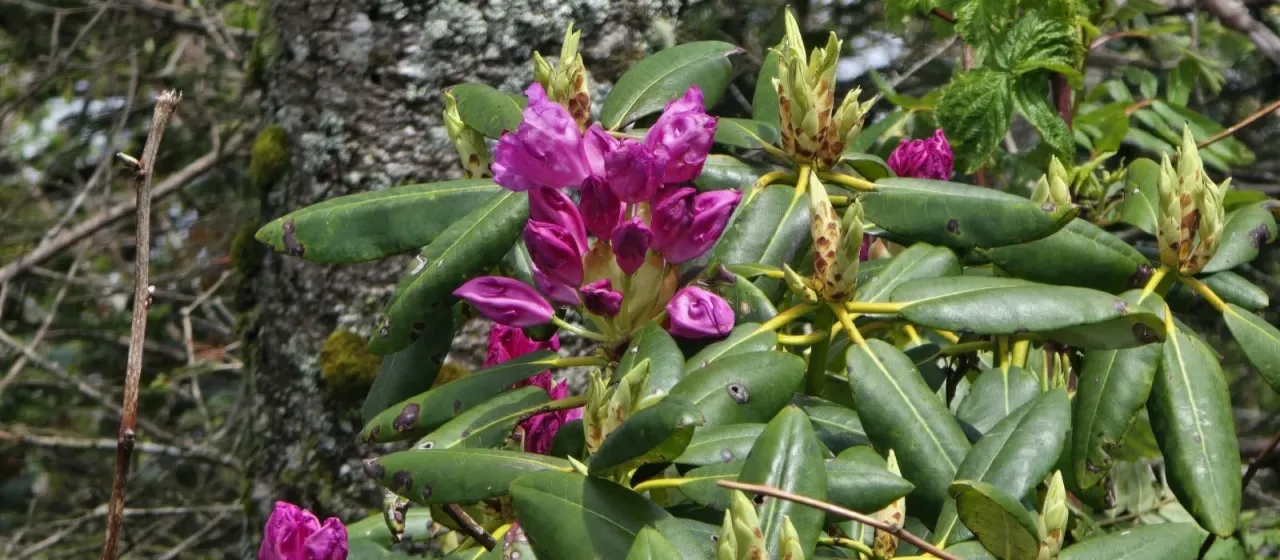 Catawba rhododendron