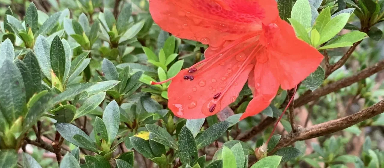 Indian azalea